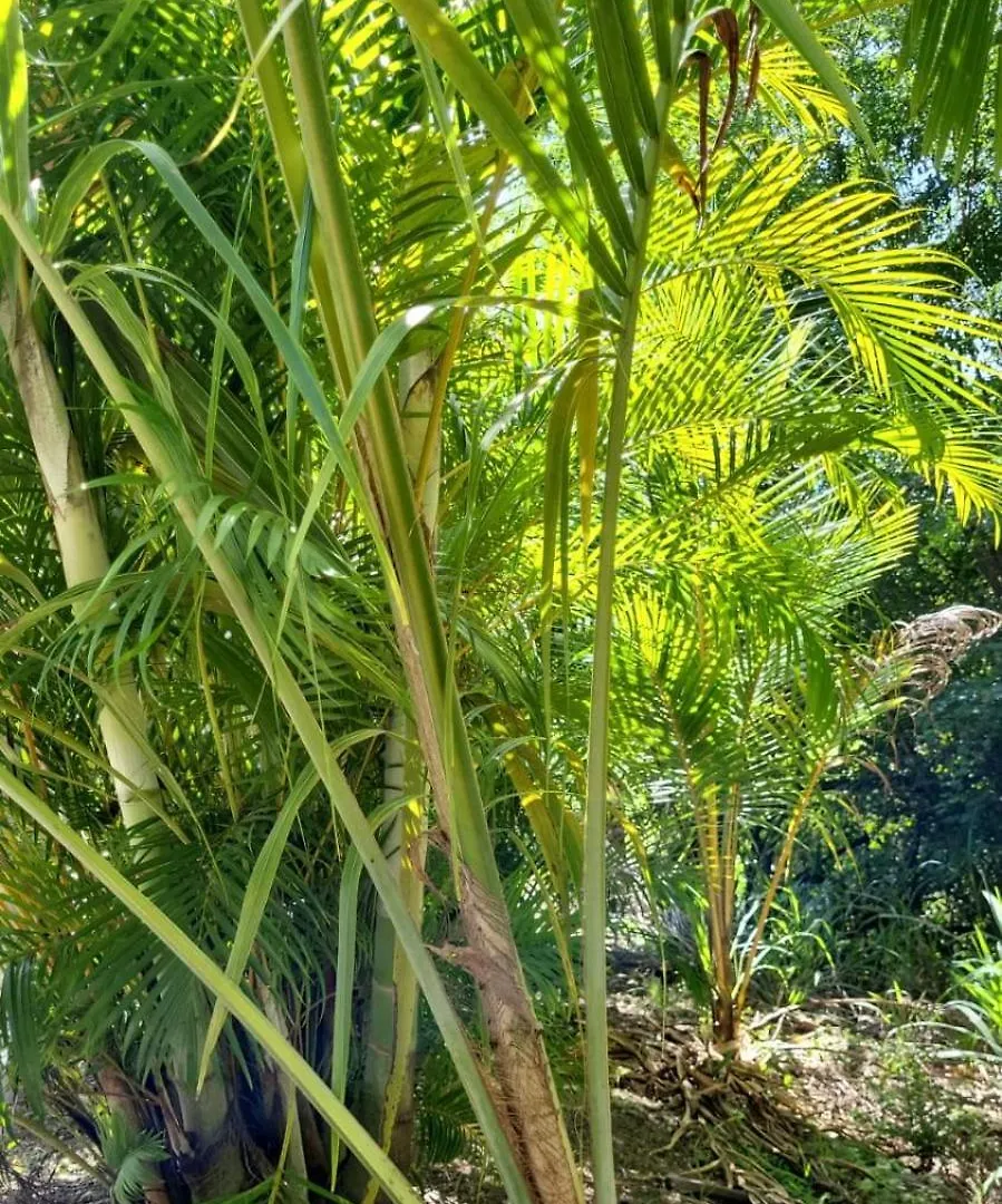 L'Eden Caraibe Villa Pigeon Holiday home